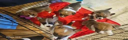 Mixed Breed dogs for sale: Leoni - Ad 8