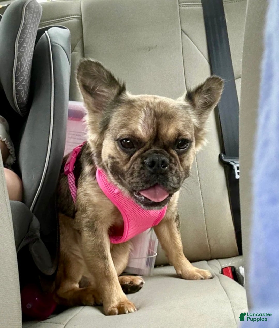 French Bulldog dogs for sale: Izzy - Ad 1