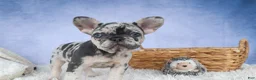 French Bulldog dogs for sale: 💗 Jovie - Ad 3