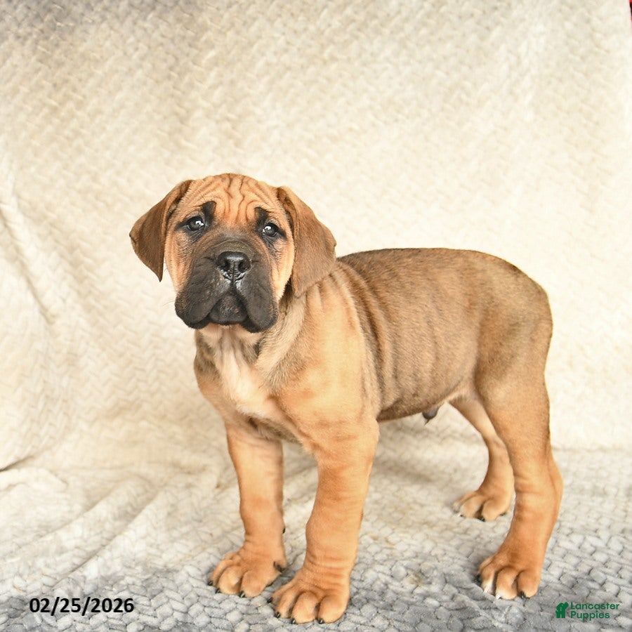 Cane Corso dogs Vegas  - Ad 1