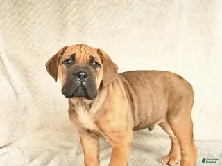 Cane Corso dogs for sale: Vegas - Ad 2