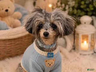Toy Poodle dogs Blue - Ad 7