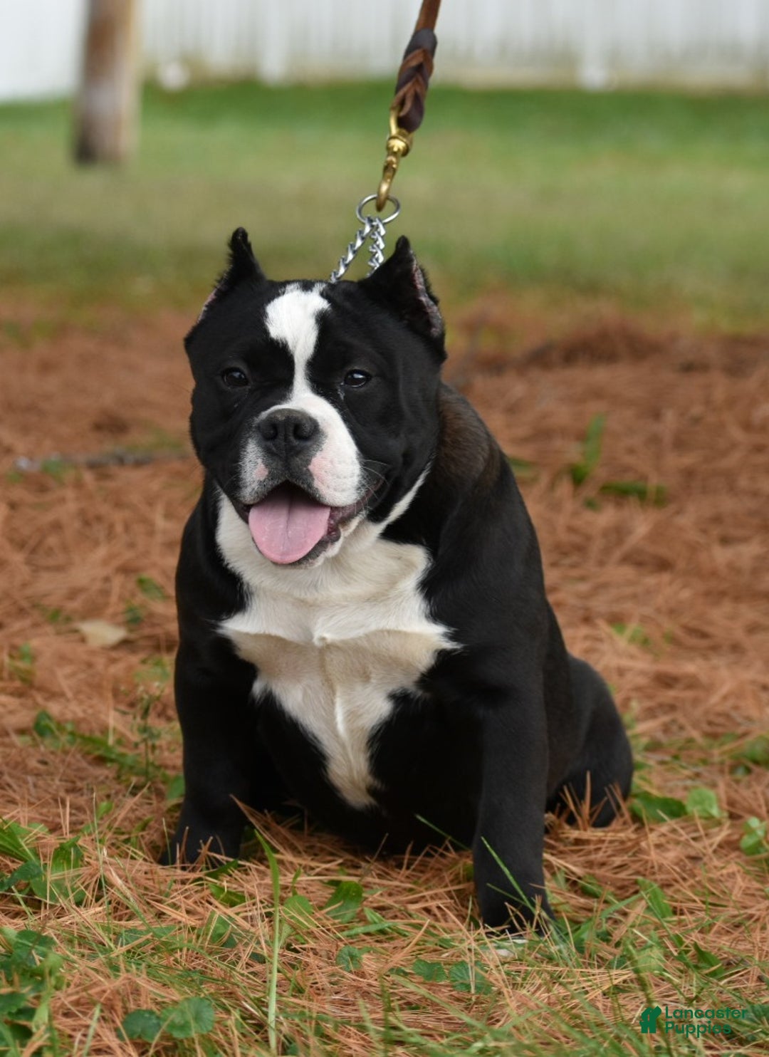 Mixed Breed dogs for sale: Prettia bully bulldog hybrid  - Ad 22