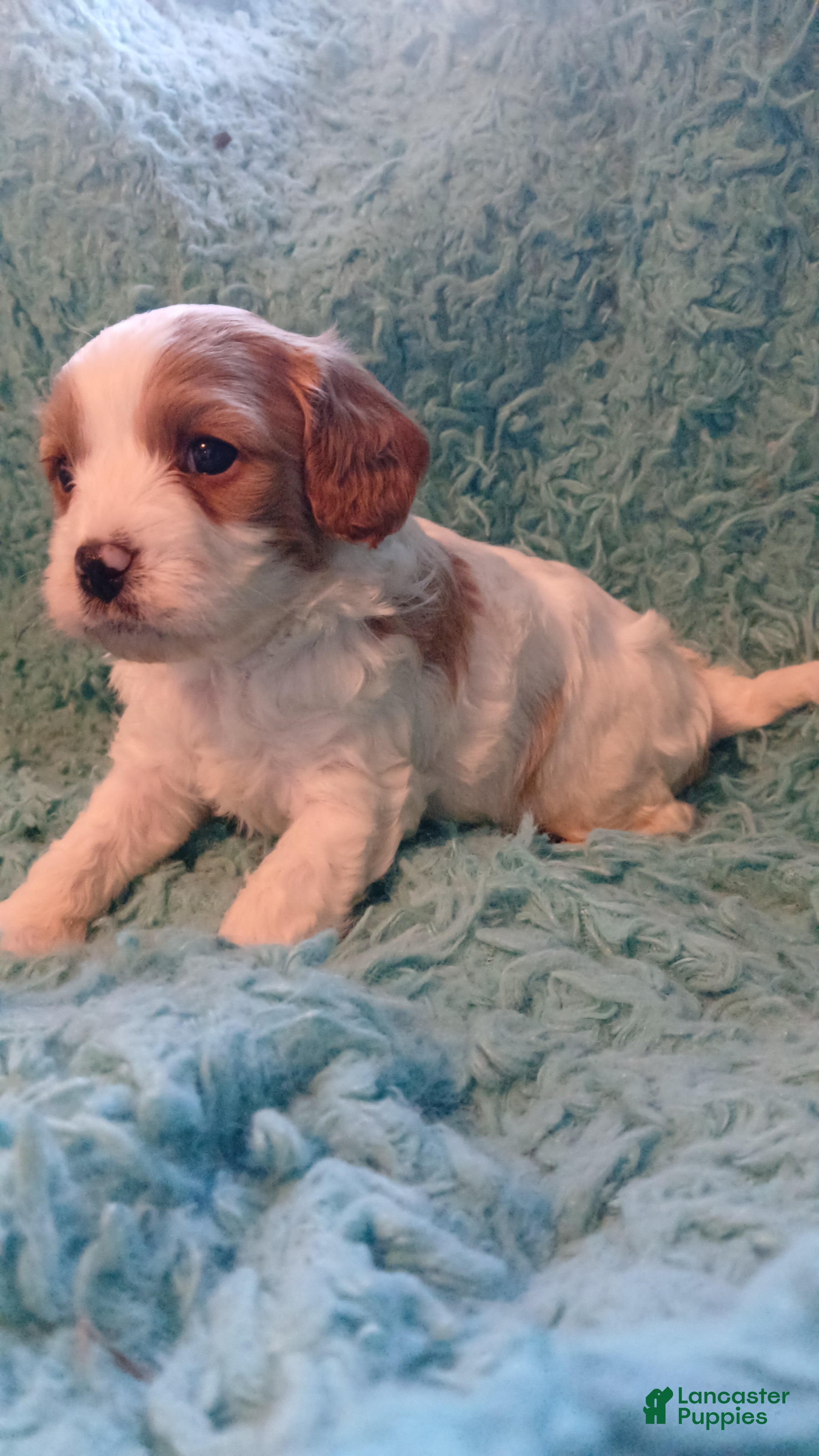 Cavapoo dogs Teddy Jr.  - Ad 18