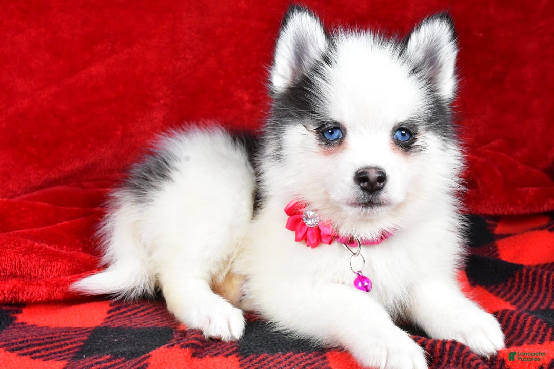Pomsky dogs for sale: Vada - Ad 2