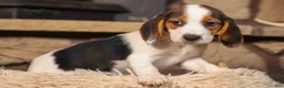 Beagle dogs for sale: Dottie🎀 - Ad 12