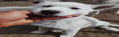 Alaskan Husky 1