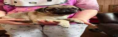 Pug 2