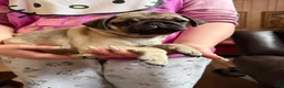 Pug dogs for sale: Pug 2 - Ad 1