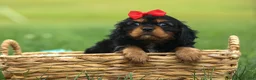 Cavalier King Charles Spaniel dogs for sale: Romeo 🐶 - Ad 17