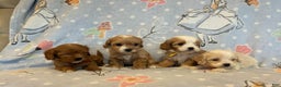 Cavapoo dogs for sale: Bill - Ad 5