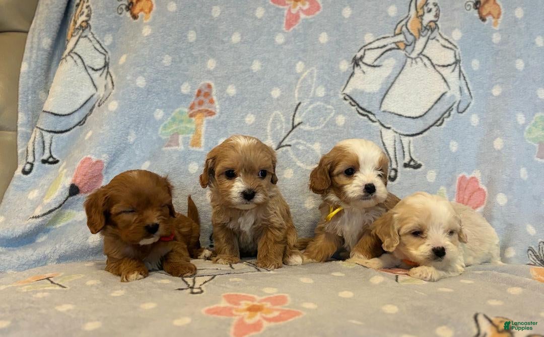 Cavapoo dogs for sale: Bill - Ad 5