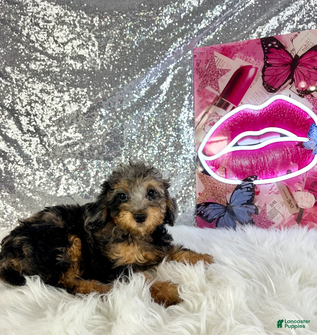 Mixed Breed dogs for sale: Ally Mae - Ad 2