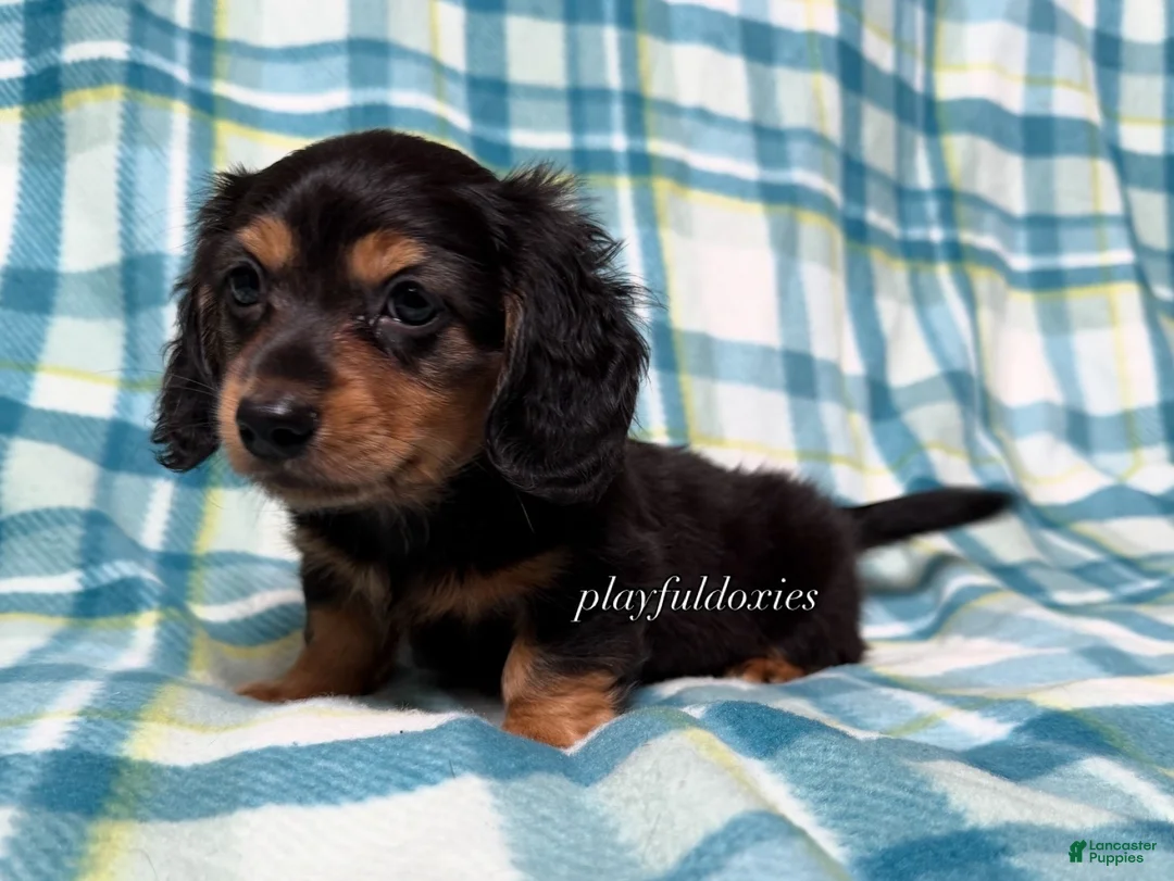Miniature Dachshund dogs for sale: Black and Tan Long Haired Male AKC  - Ad 8