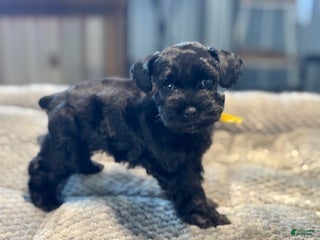 Miniature Schnauzer dogs Lucky - Ad 2