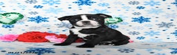 Boston Terrier dogs for sale: Charm  - Ad 1