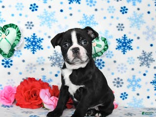 Boston Terrier dogs Charm - Ad 3