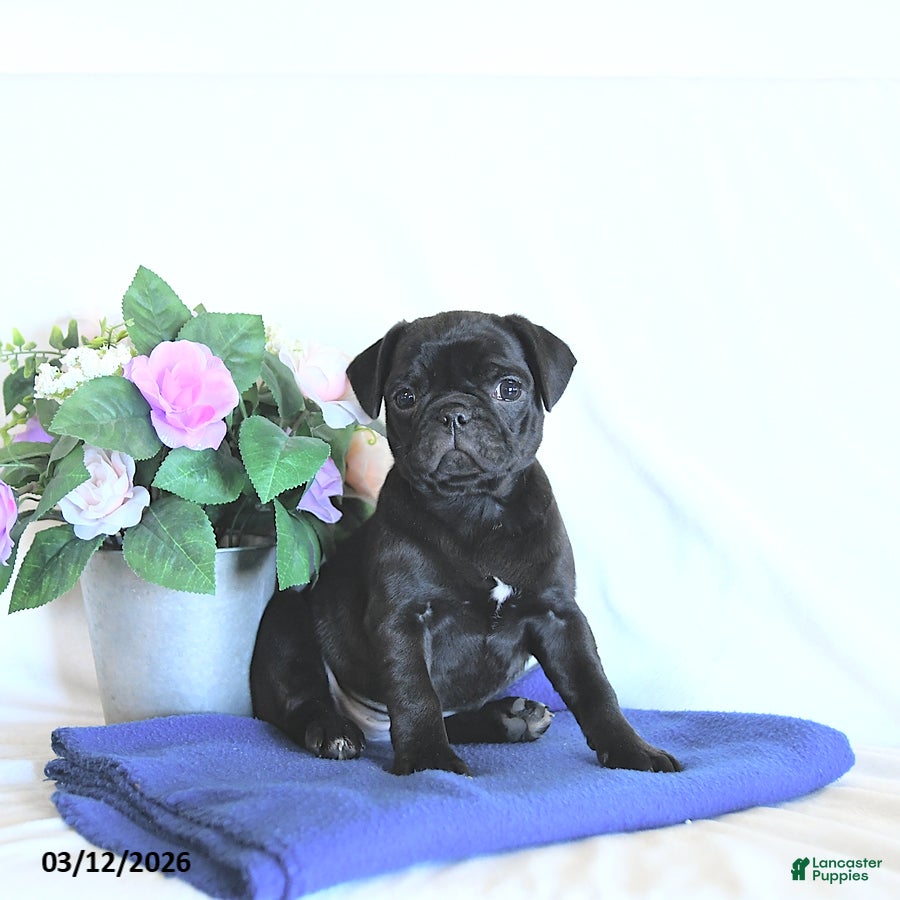 Mixed Breed dogs Minty - Ad 1