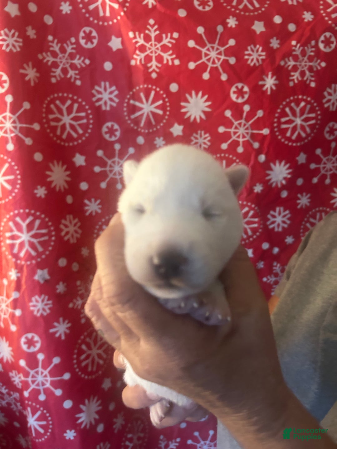 Gerberian Shepsky dogs for sale: Apollo Gerberian Shepsky Puppy 3 - Ad 1