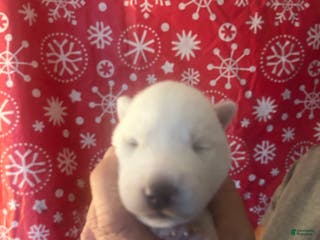 Gerberian Shepsky dogs Apollo Gerberian Shepsky Puppy 3 - Ad 30