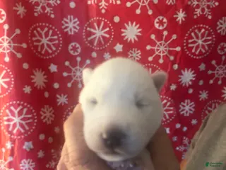 Gerberian Shepsky dogs Apollo Gerberian Shepsky Puppy 3 - Ad 3