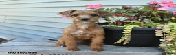 Jackapoo dogs for sale: SPECIAL NEEDS Janet - Ad 1