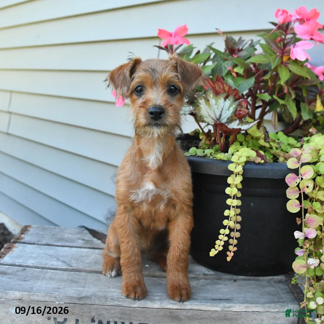 Jackapoo dogs for sale: SPECIAL NEEDS Janet - Ad 1