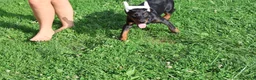 Doberman Pinscher dogs for sale: Doberman Pinscher 1 - Ad 29