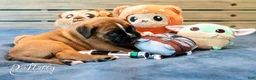 Boxer dogs for sale: Boxer Puppy 2 - Ad 4