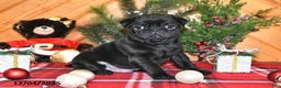 Pug dogs for sale: Cole - Ad 1
