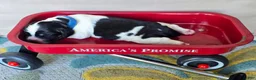 English Springer Spaniel dogs for sale: Chase - Ad 4