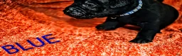 Presa Canario dogs for sale: Mr Neon  - Ad 88
