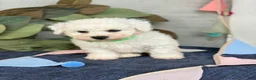 Bichon Frise dogs for sale: Everett - Ad 10