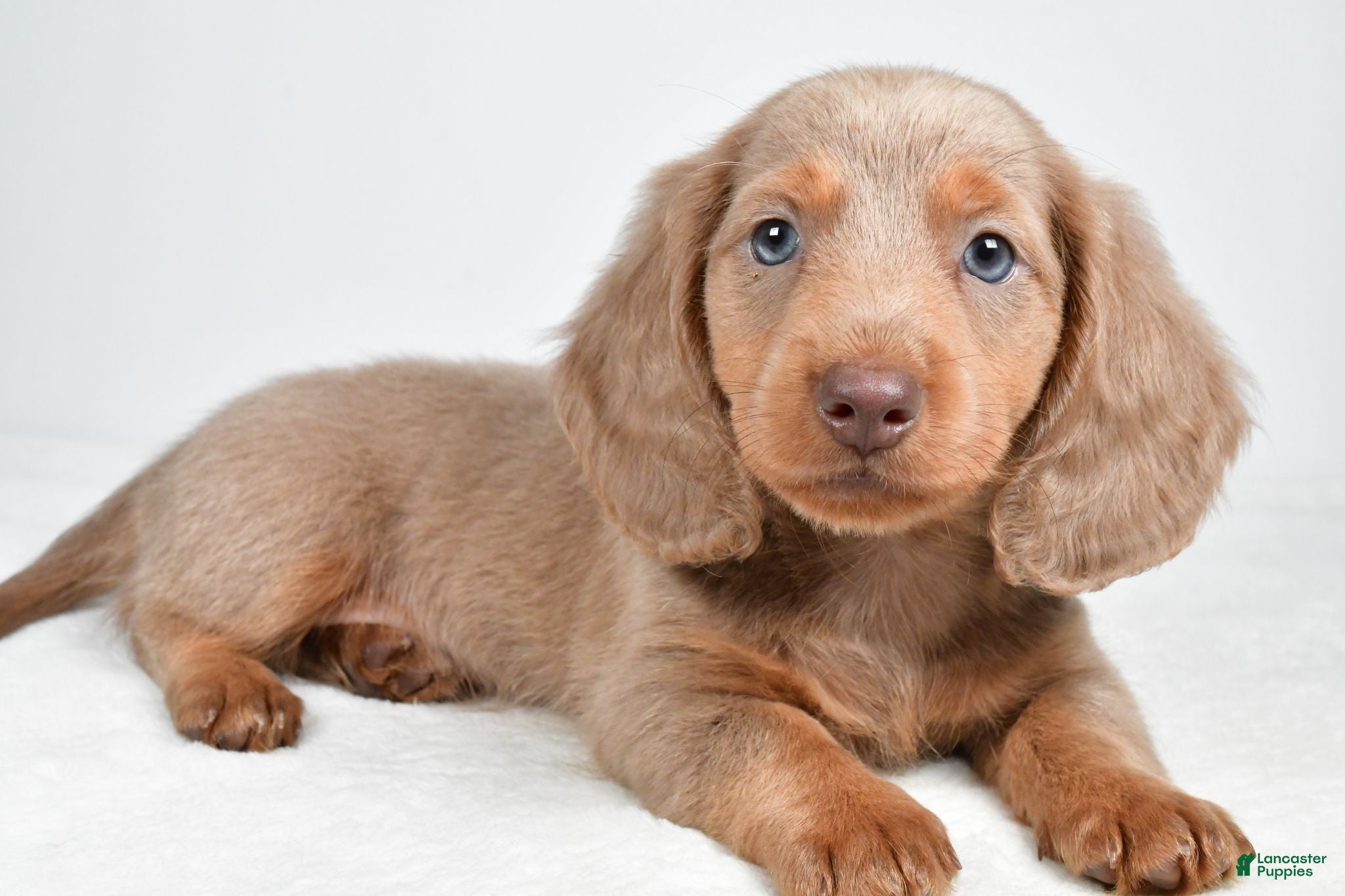 Miniature Dachshund dogs Griffin - Ad 1