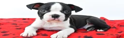 Boston Terrier dogs for sale: Ranger - Ad 6