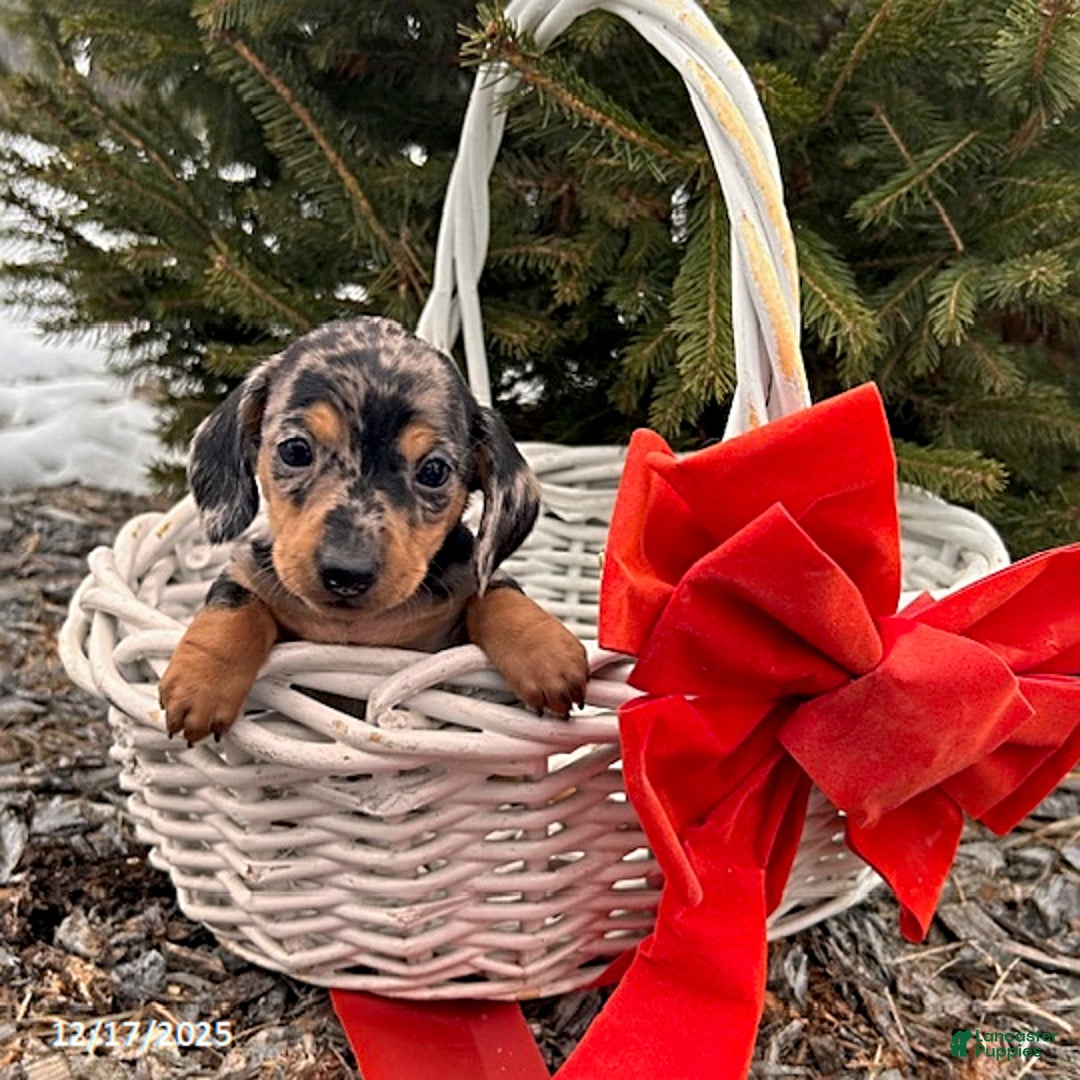 Miniature Dachshund dogs for sale: Sandra - Ad 1