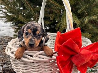 Miniature Dachshund dogs Sandra - Ad 26