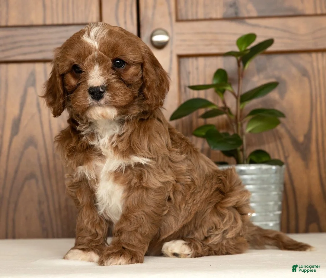 Cavapoo dogs for sale: Max - Ad 5