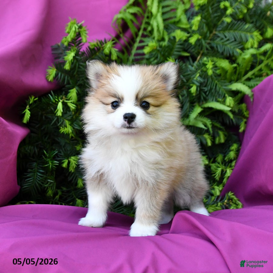 Pomeranian dogs for sale: Jack  - Ad 1