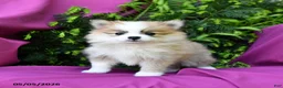 Pomeranian dogs for sale: Jack  - Ad 1