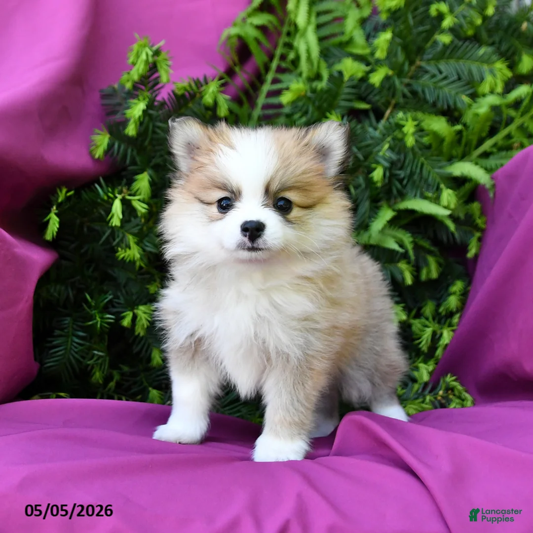 Pomeranian dogs for sale: Jack  - Ad 1