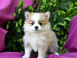 Pomeranian dogs for sale: Jack - Ad 1