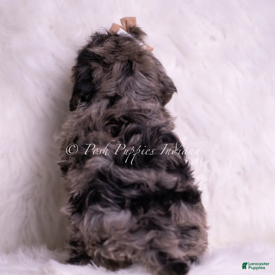 Mini Goldendoodle dogs for sale: Enzo - Ad 5