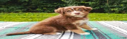 Australian Shepherd dogs for sale: Whisper - Ad 4