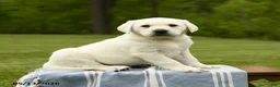 Labrador Retriever dogs for sale: Shelby - Ad 3