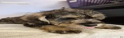 Mixed Breed dogs for sale: Mixed Breed 1 - Ad 2