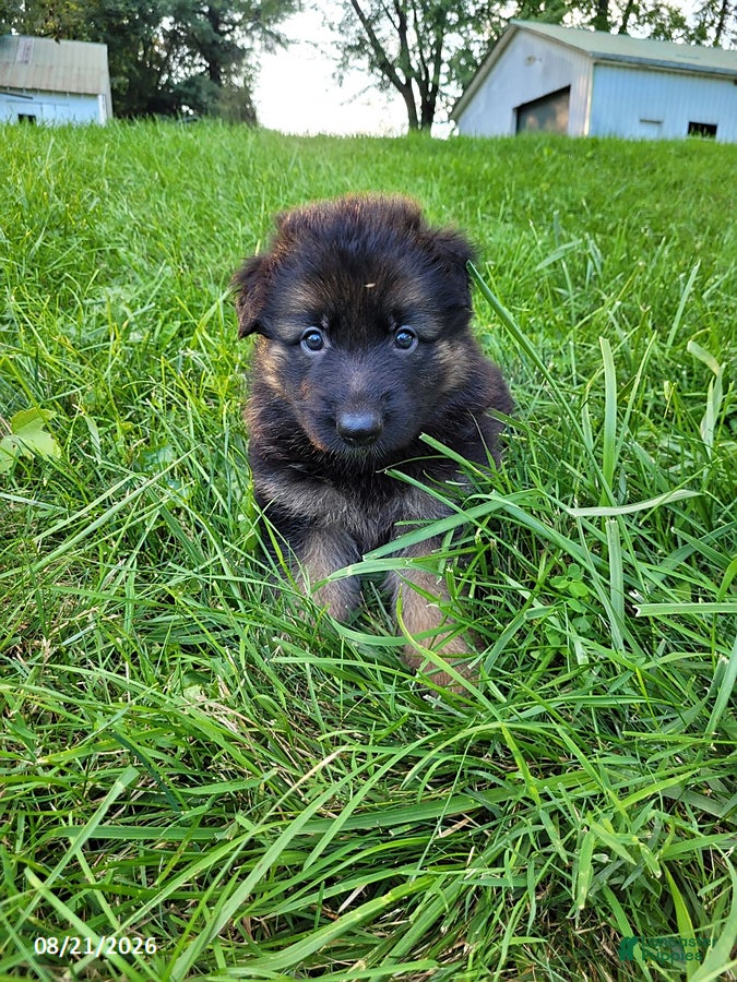 German Shepherd dogs for sale: Dallas - Ad 2