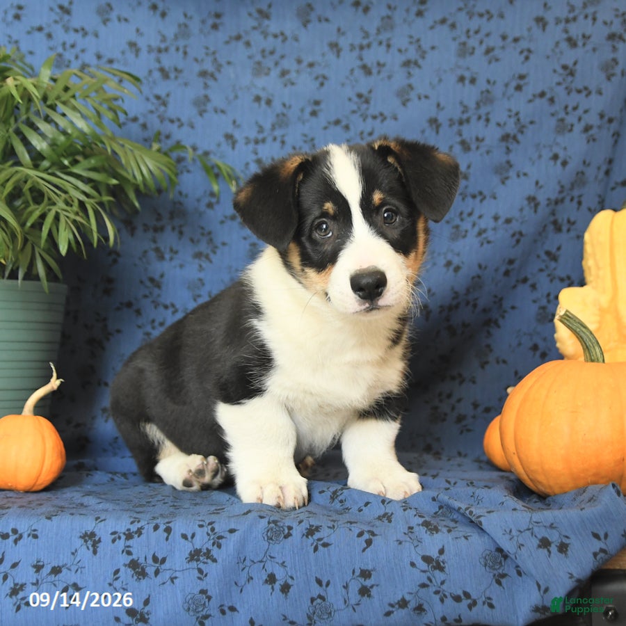 Welsh Corgi Pembroke dogs Gus - Ad 1