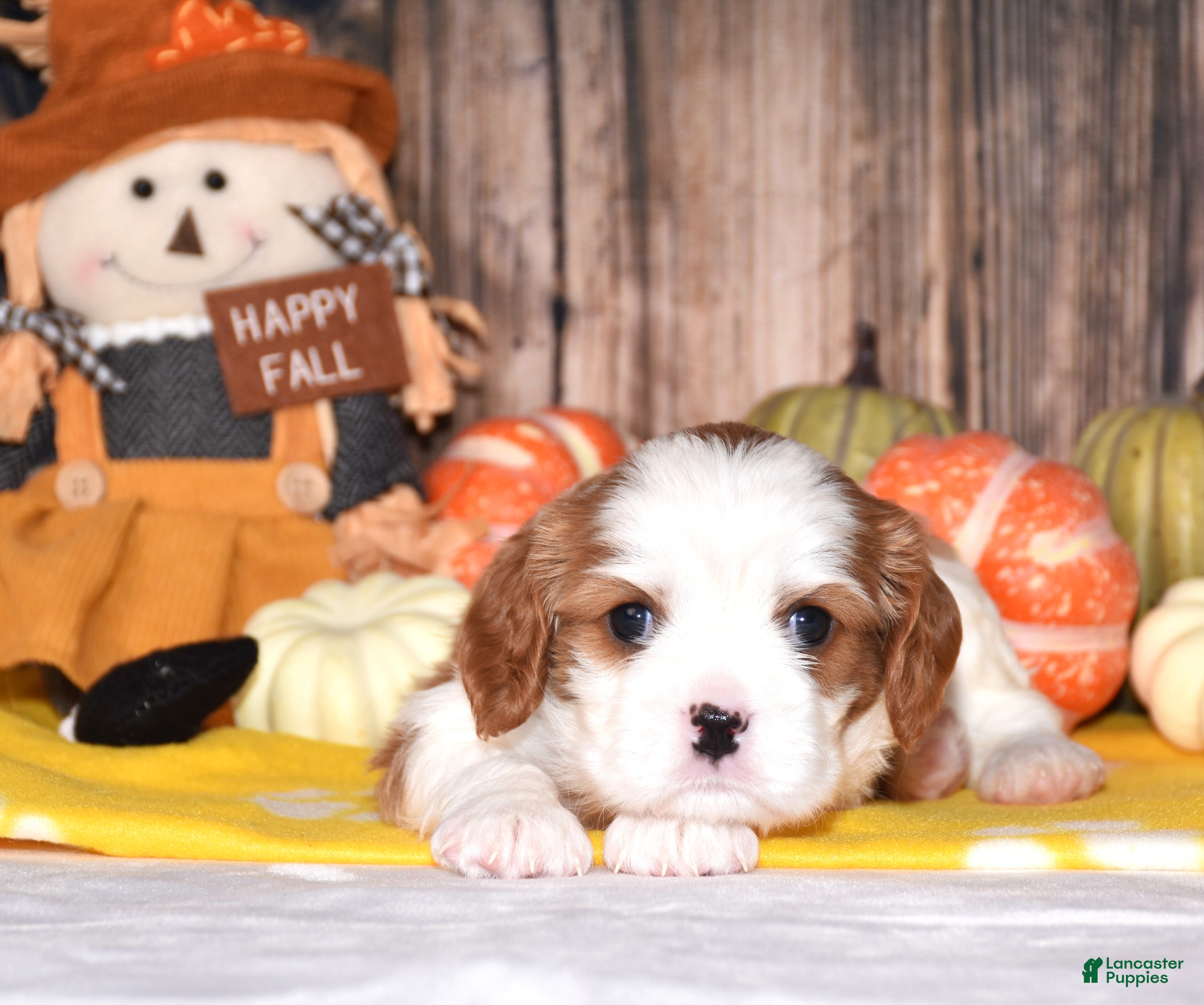 Cavalier King Charles Spaniel dogs Chance - Ad 2