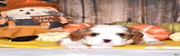 Cavalier King Charles Spaniel dogs for sale: Chance - Ad 2
